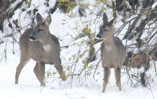 The series about Yorkshire’s dales and moors in the wild, is coming to an end tonight