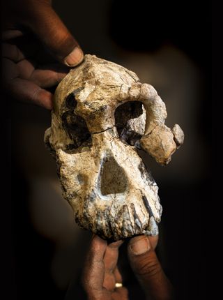 fossil skull of australopithecus amananensis