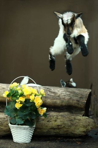 Twin African pygmy goat kid jumps over a log