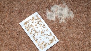 carpet moths on damaged carpet