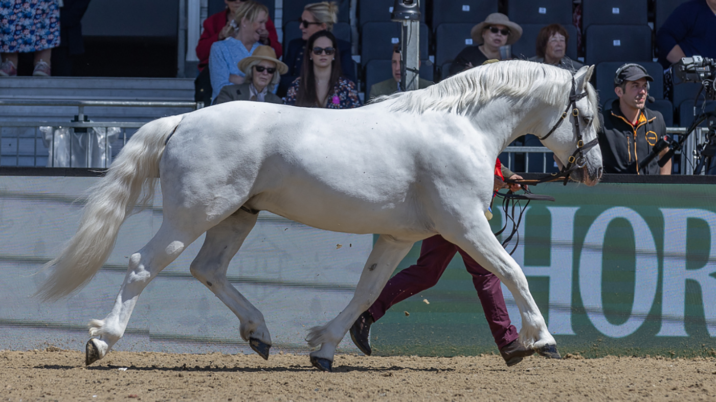 Clover Hill Magic floats around the Castle Arena at Royal Windsor Horse Show to win the Horse &amp;amp; Hound Mountain and Moreland Supreme In Hand Championship, led by Jamie Frost