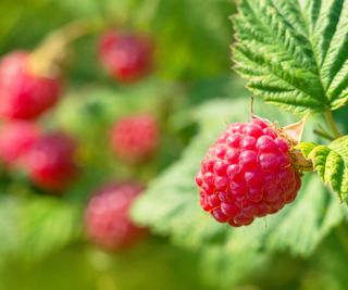 A selection of red raspberries growing on canes in a garden