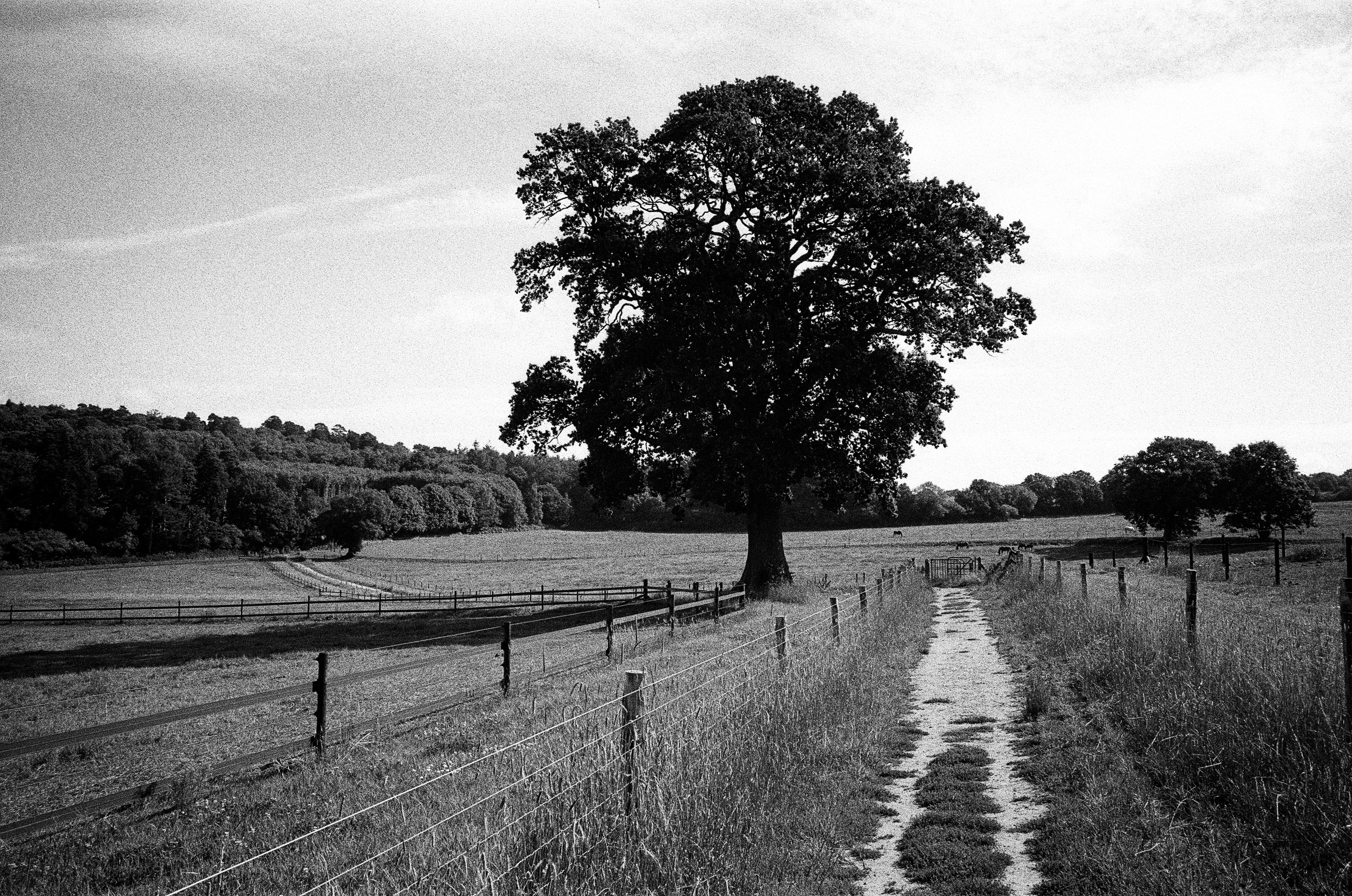 Leica MP black and white film scan of a footpath leading to a lone tree