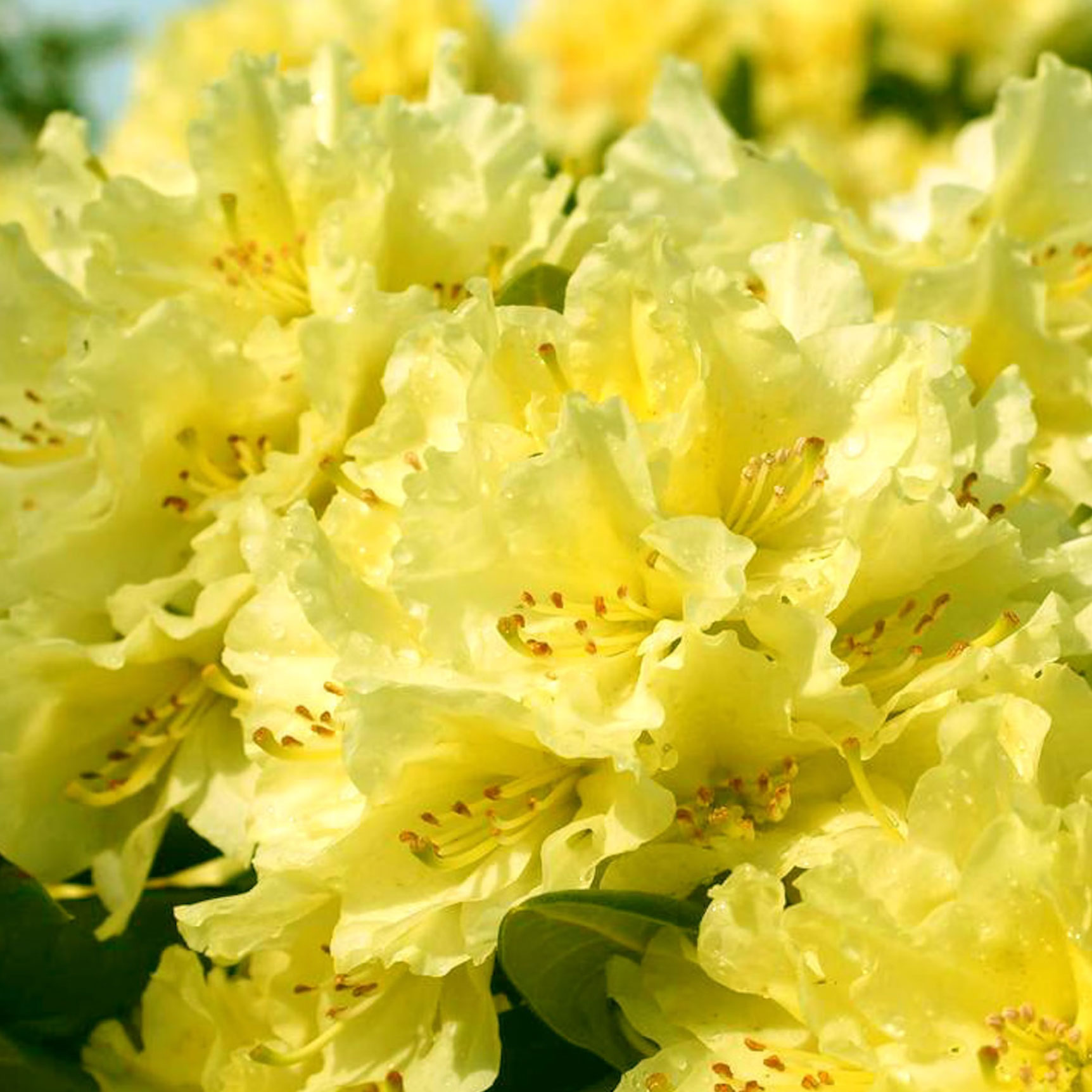 Capistrano rhododendron in full bloom