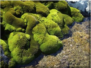 Antarctic moss