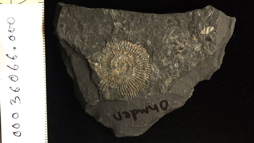 De mysterieuze “gouden” fossielen uit de Jura-periode zijn niet wat ze lijken