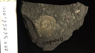 A piece of black shale embedded with golden-hued fossils. 