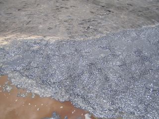 A site at Pitch Lake, the world's largest asphalt lake located in Trinidad and Tobago, where liquid oil bubbles up to the surface.