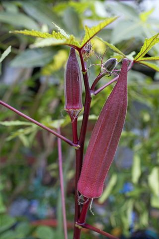 Red okra pods growing on plant