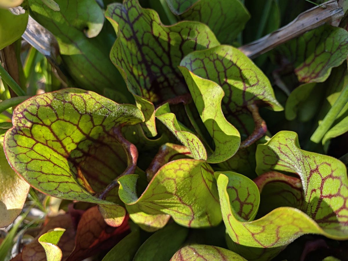 Carnivorous plants