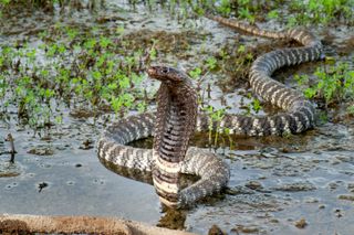 A western-barred spitting cobra, or zebra cobra, in the water