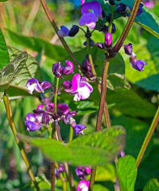how to grow French beans: French bean variety Purple Queen in flower
