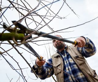 Pruning fruit trees with loppers