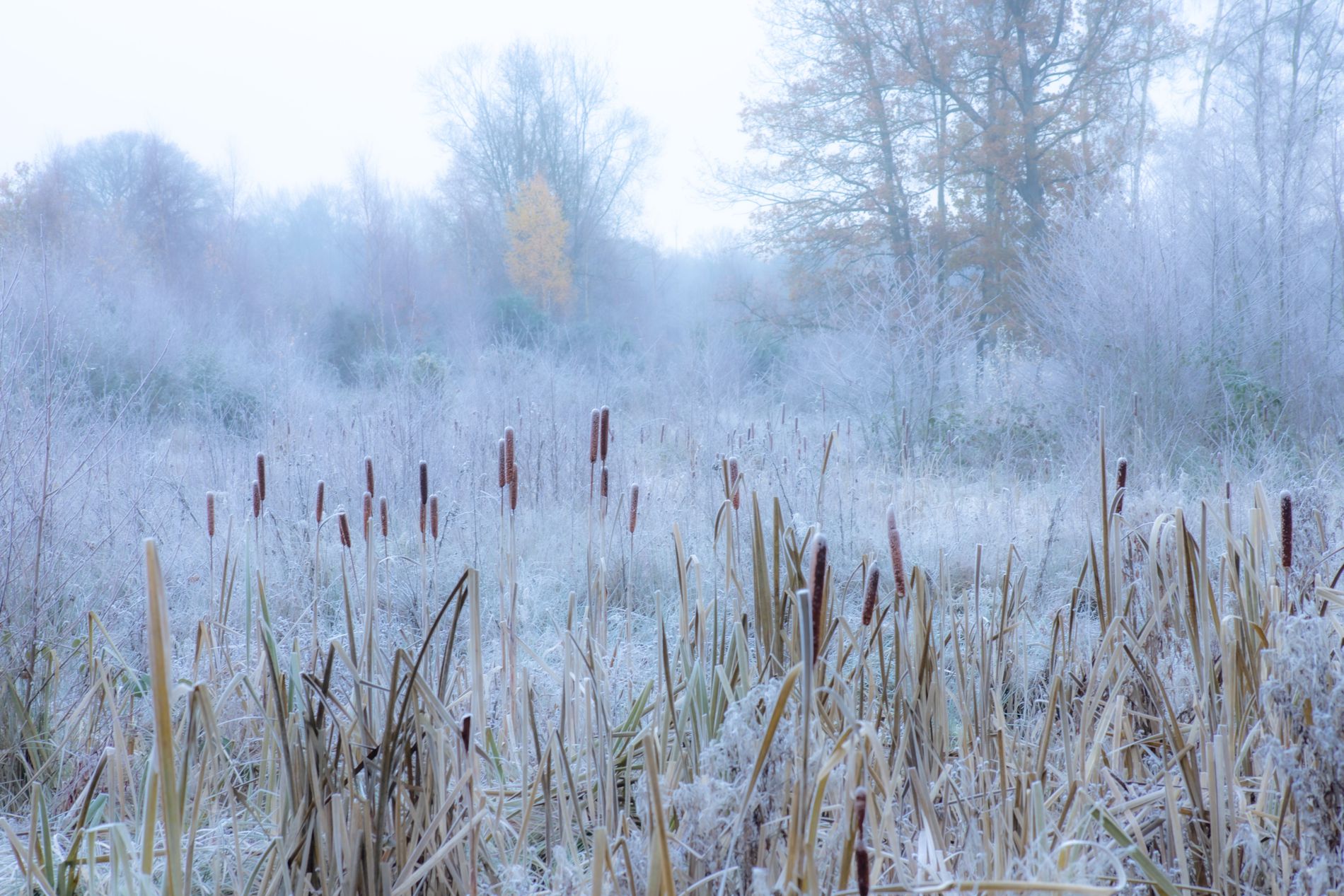 GuruShots - February 2026