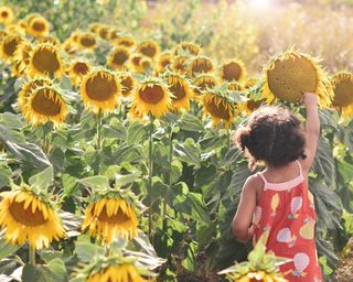 Girl in a field of sunflowers