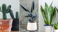 montage of house plants that are good for your health and wellbeing