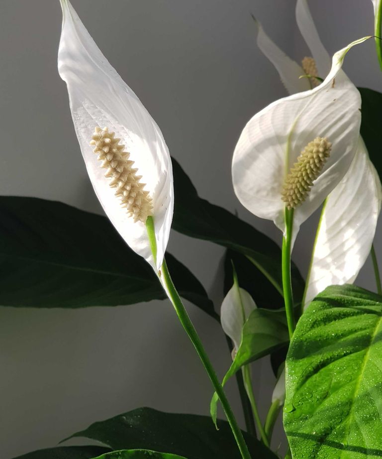 Indoor plants that flower all year round 10 expert suggestions Homes