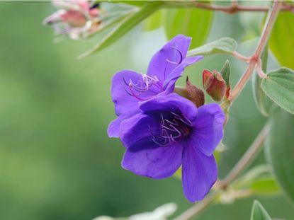 Purple Princess Flower Plant