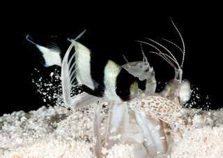 Score! The mantis shrimp <em>Lysiosquillina sulcata</em> catches the damselfish <em>Dascyllus melanurus</em>.