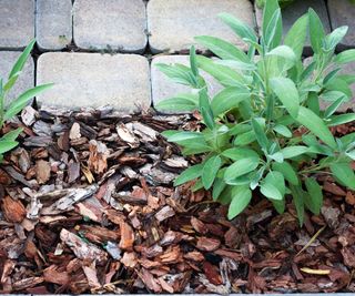 pine bark mulch around a salvia plant