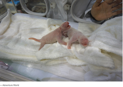 Japanese zoo welcomes twin giant panda cubs