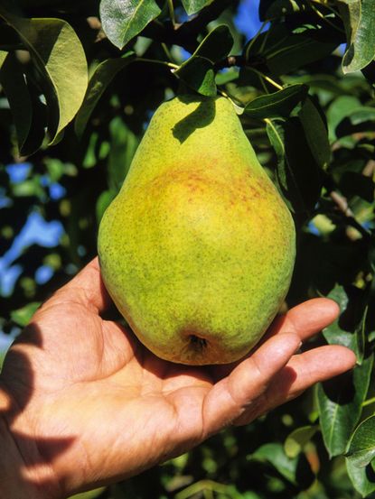 Hand Holding A Pear On A Tree