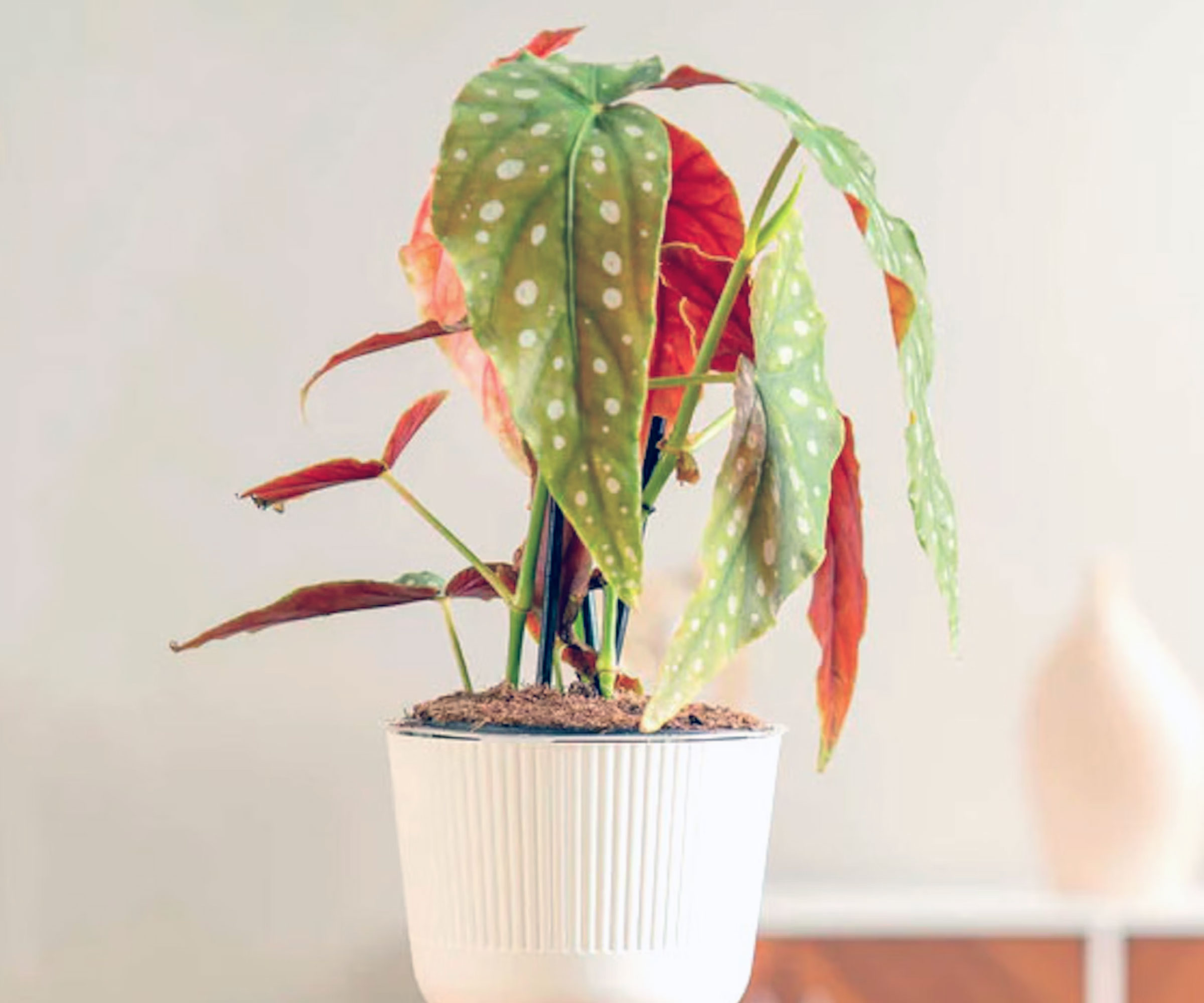 begonia maculata plant in self watering pot