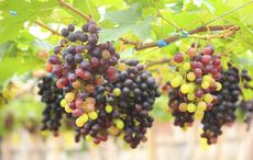 Seedless Grape Plants