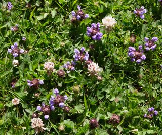 Close up of purple flowered weeds on a lawn