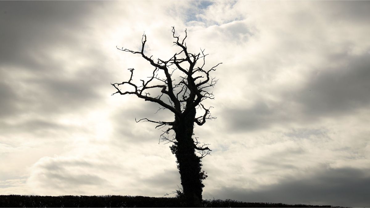 Example image of a silhouetted tree