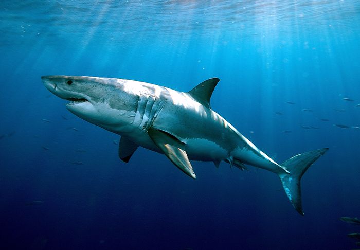 Great White Sharks Live As Long As Humans Live Science