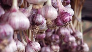 garlic bulbs in storage