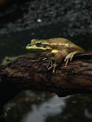 A close-up of a green frog