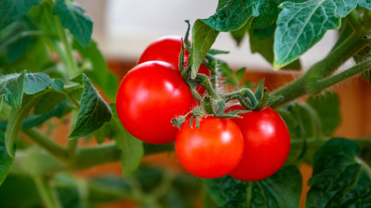 tomatoes immunity garden 