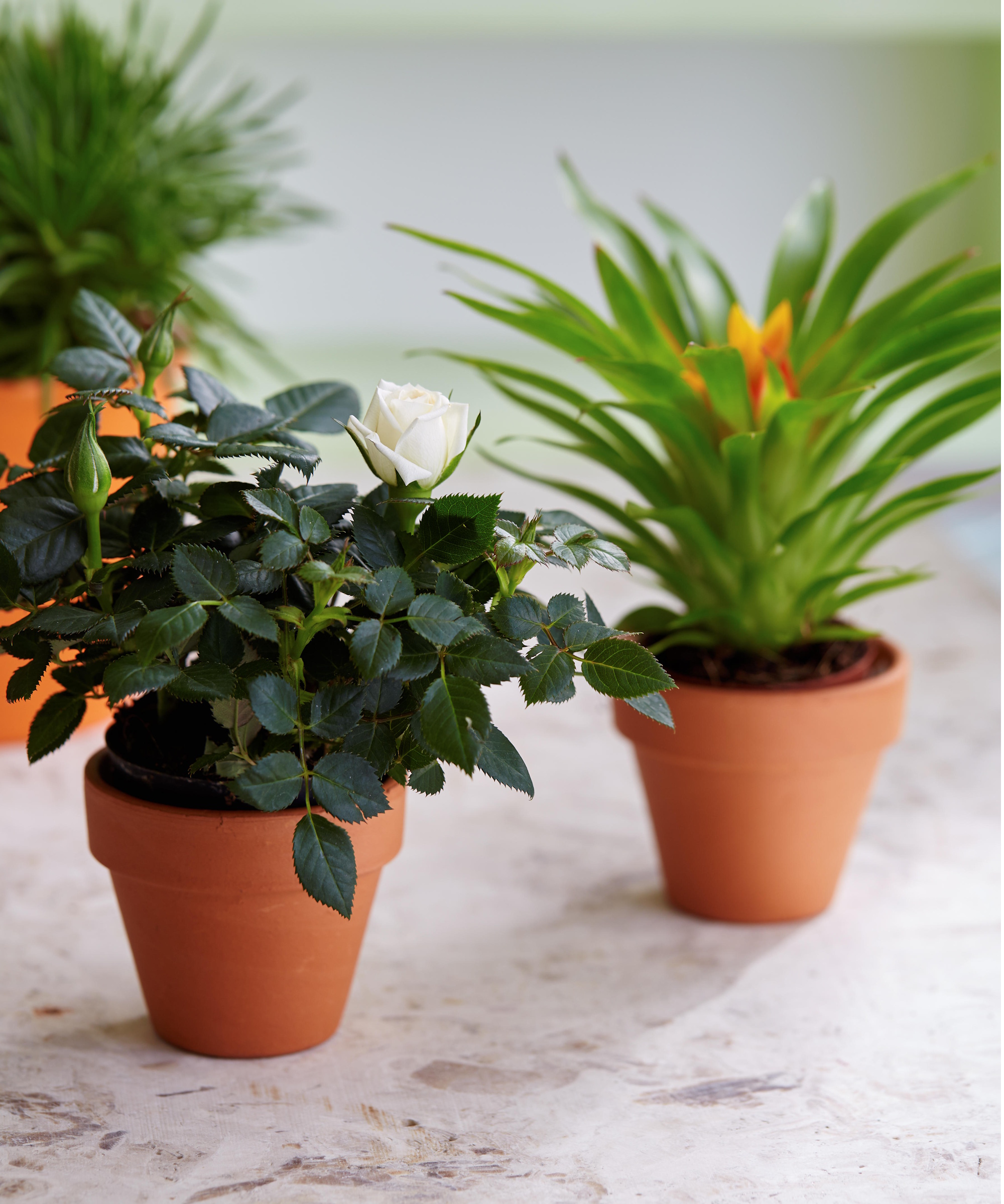 Mini rose plant