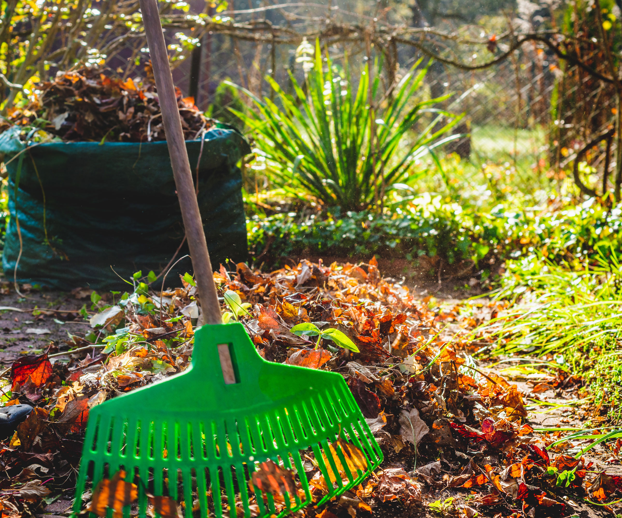green garden rake with pile of leaves in garden