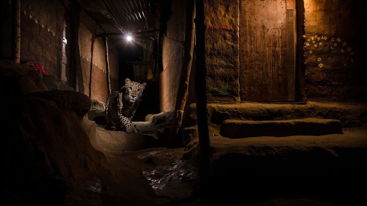 Winner, Urban category: The alley cat