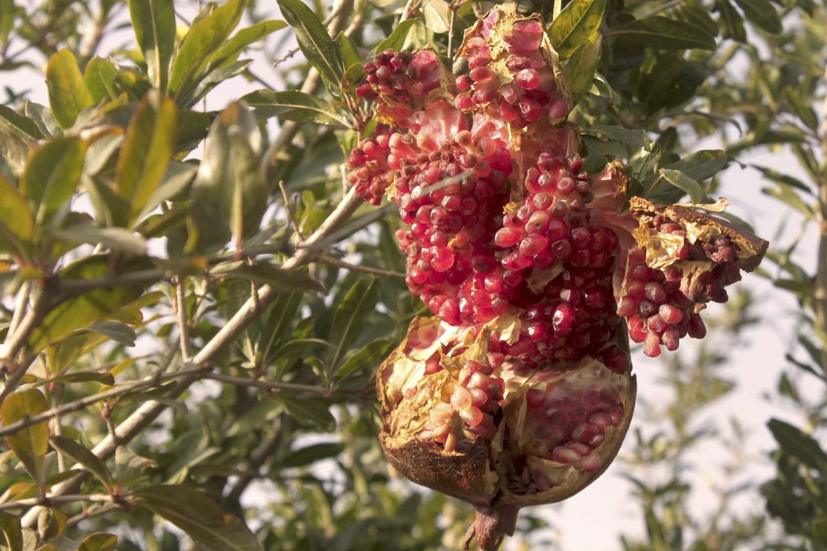 My Pomegranates Are Cracking - Why Does Pomegranate Split On Tree | Gardening Know How