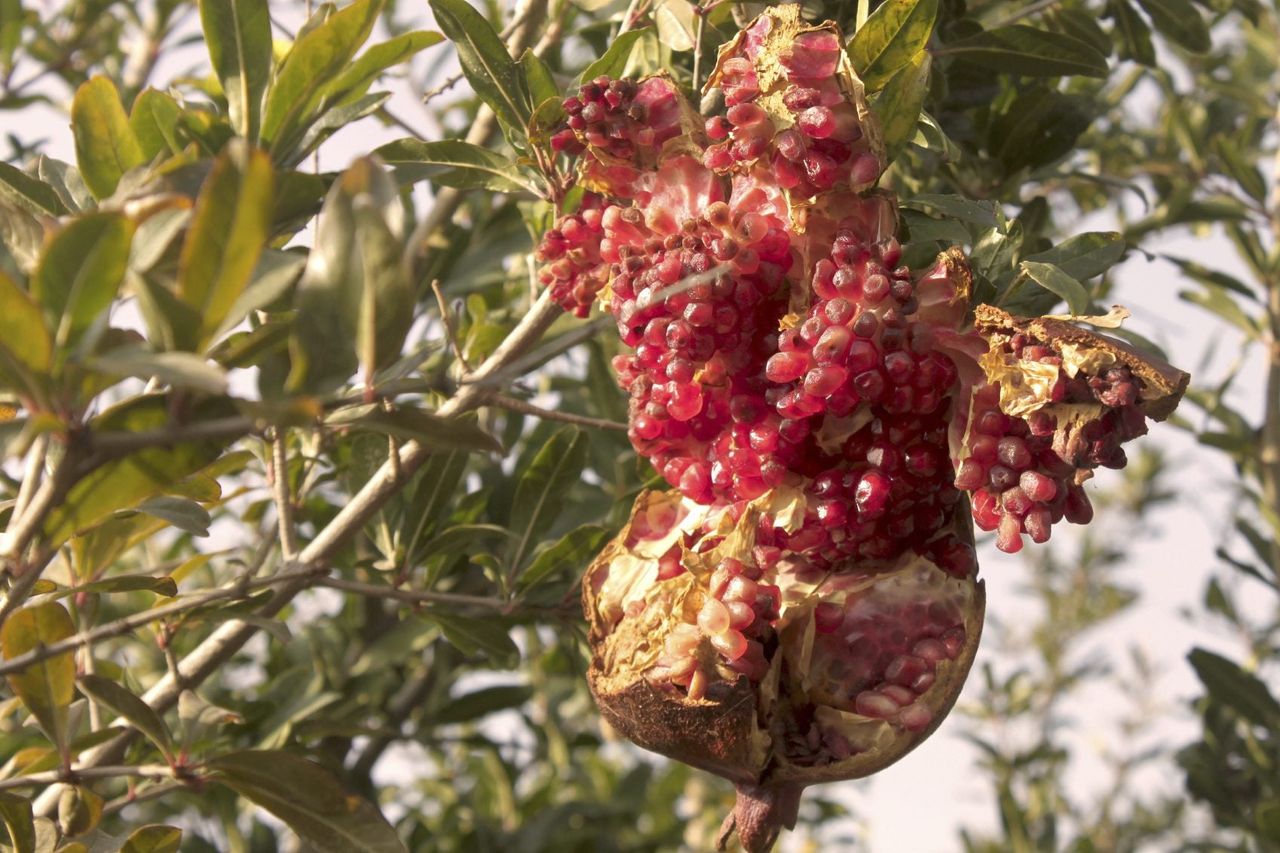 Pomegranate Split Open On The Tree