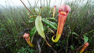 Nepenthes bokorensis on Bokor Mountain in Cambodia.