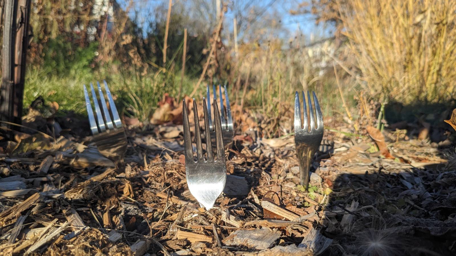 Four forks sticking out of the ground in a garden