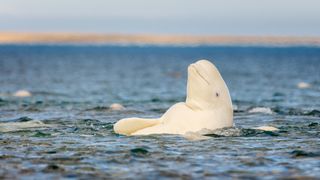 A beluga whale (not the Seattle visitor) photographed by Somerset Island in the Canadian High Arctic.