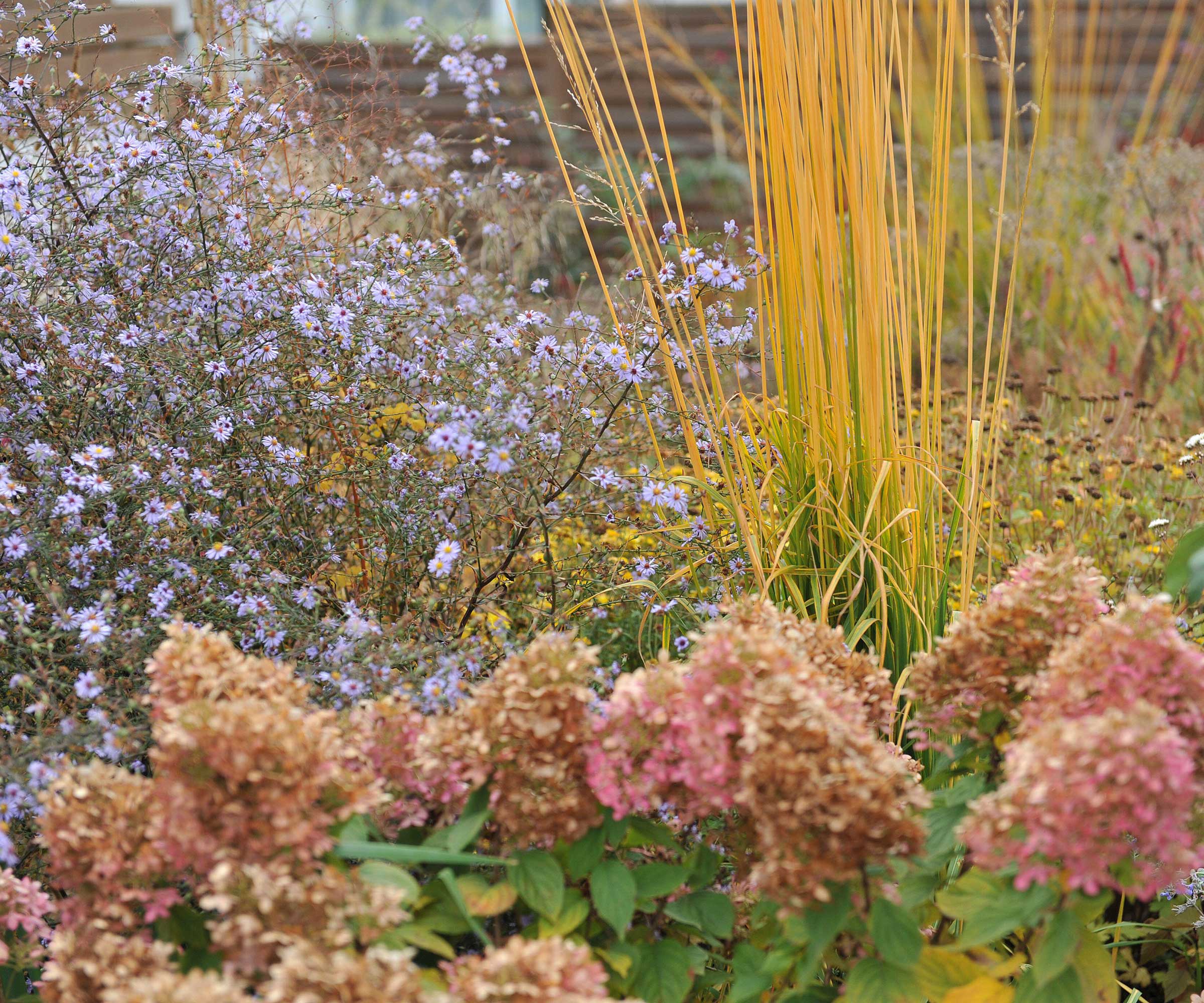 hydrangea, aster, and ornamental grass in autumn flowerbed