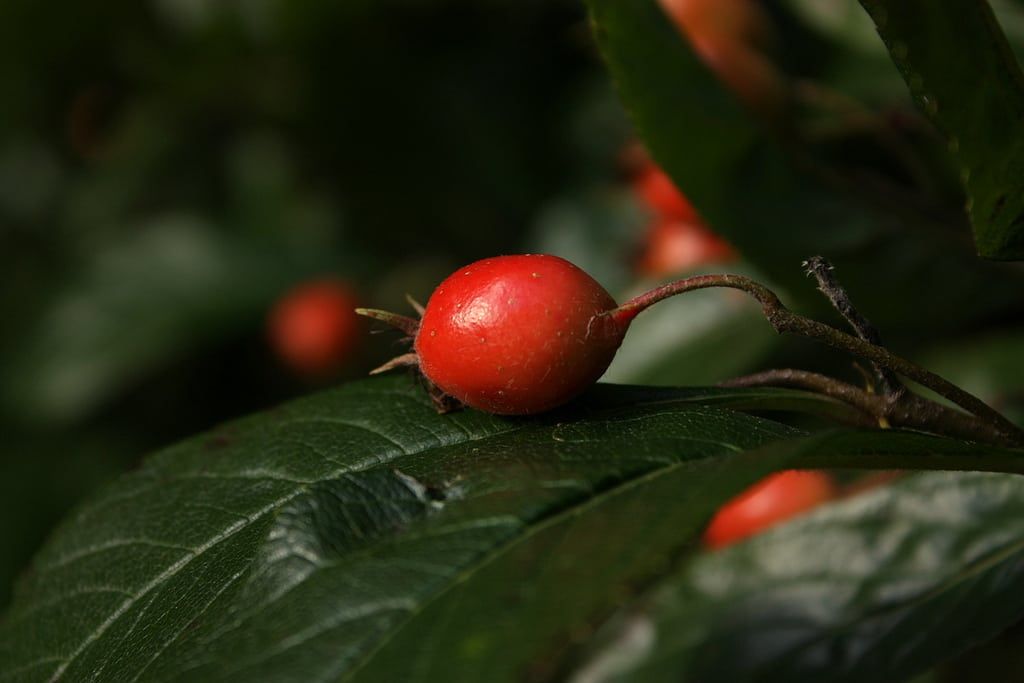 Mayhaw Fruit