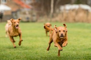 Jill Parsons and her Fox Red Labradors