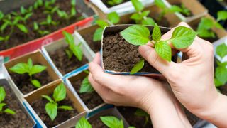 Potted plants in cardboard box