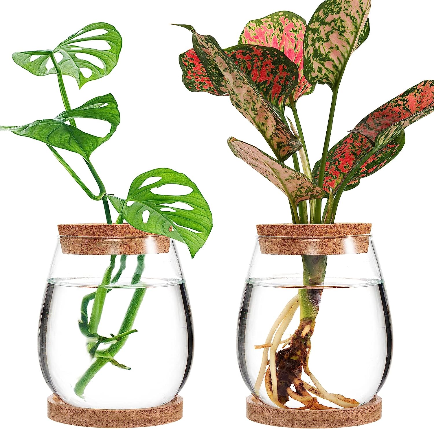 propagation vase