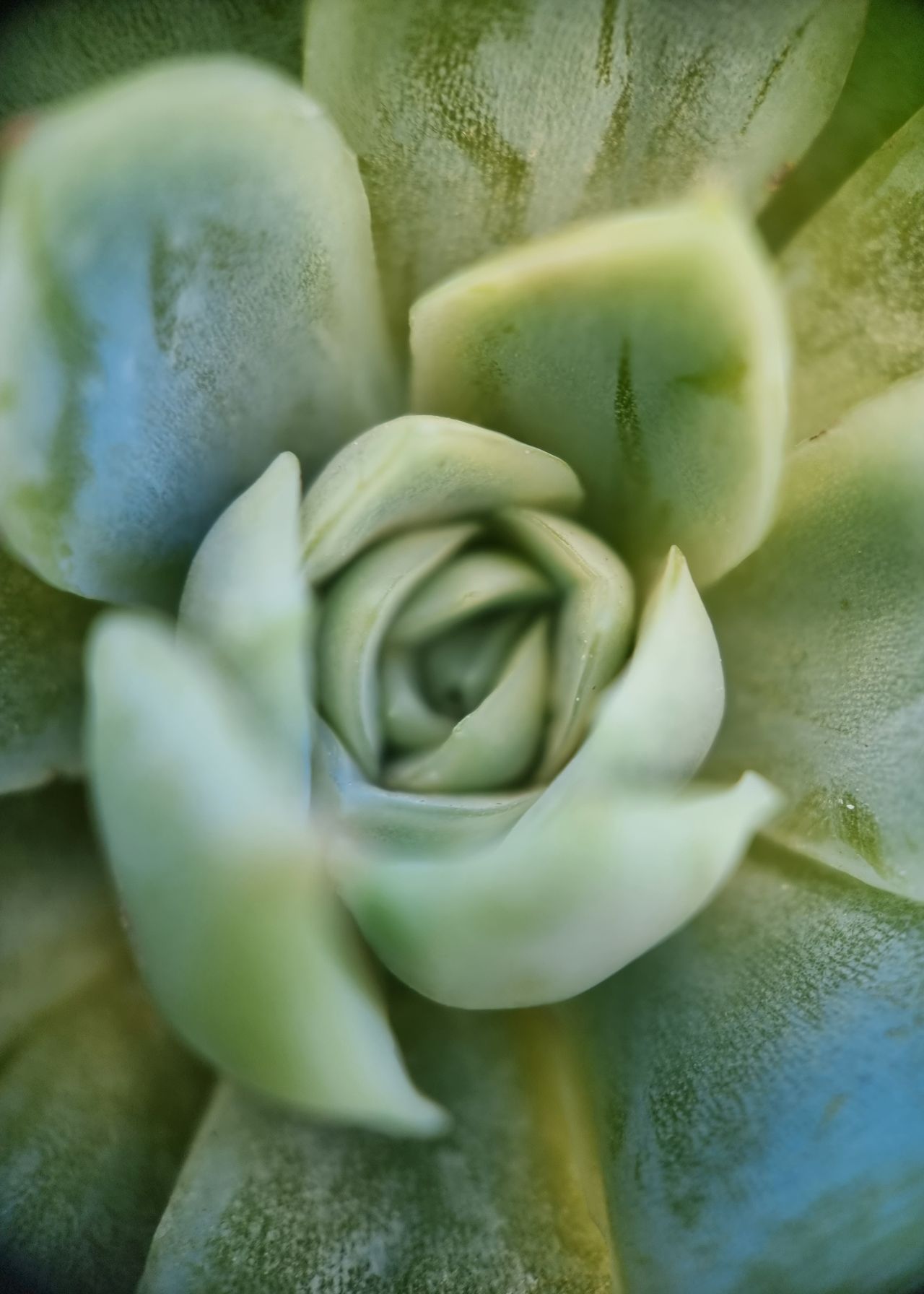 Moment Macro 10x lens review
