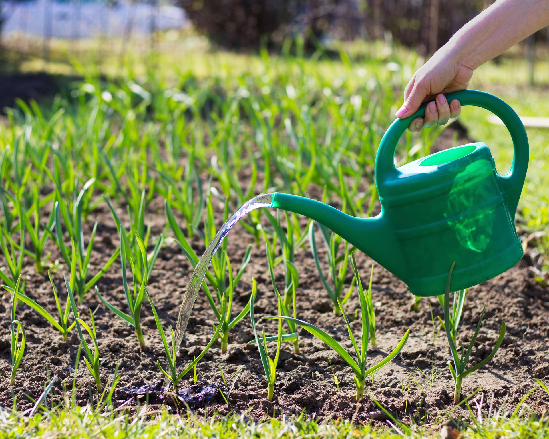 Woman using a plastic watering can to water a bed of garlic in the garden