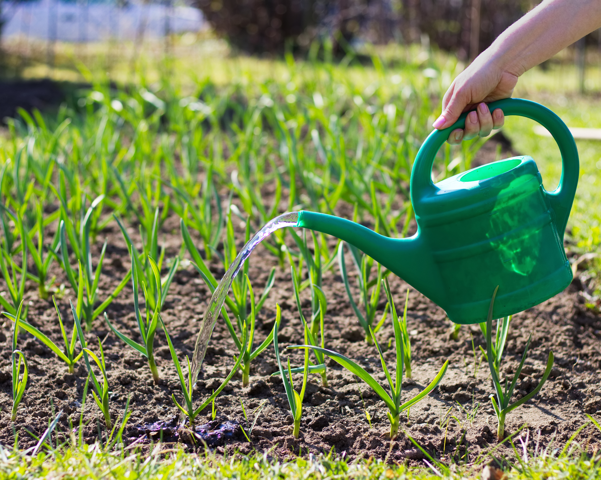 Woman using a plastic watering can to water a bed of garlic in the garden